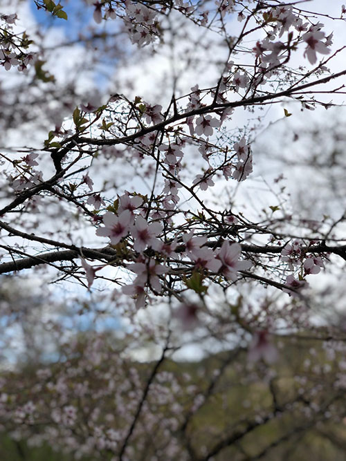 sakura2019-01.jpg