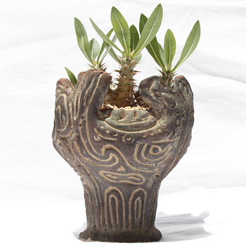 デンシーフローラム